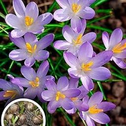 Purple Rain Lily All Season Flower Bulbs (5pcs)-picture-27