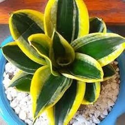 Snake plant live | Good Luck Snake Plant Lotus | Snake plant indoor live plant | Office Desk Balcony | indoor plants for living room | Indoor plant One piece-image-37