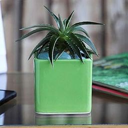 UGAOO Square Ceramic Pot (Small, Diameter 3.5 Inch, Light Green) | Ceramic Planter for Indoor Outdoor Plants | Flower Pot for Home, Office, Balcony, Garden Decor-image-91