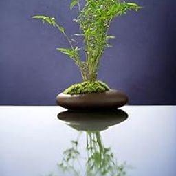 Golden bamboo plants 1 live bush-image-82