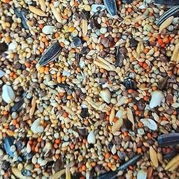 R.S. Birds & Grains Natural Multi Millet Nutrient Bird Feeder For All Life Stages, Mix Seeds For Birds/ 1 Kg-19