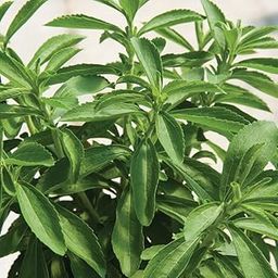 Stevia Sweet Leaves Plant PACK OF 20 SEEDS-image-9