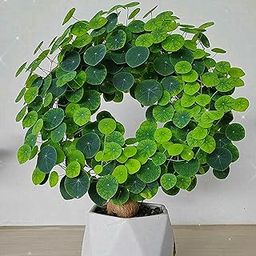 HARITADHARA Stephania Erecta Air Purifying Indoor Plant, Coin Plant, Lucky Money Plant for Home Office & Decoration-image-42