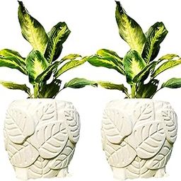 Leaf Plastic Plant Pot | White | 8 inches | Pack of 2 | gamla | homedocor | Garden Office Balcony | Indoor/Outdoor use | Flower Plant Vegetable Succulent herb Pot-image-28