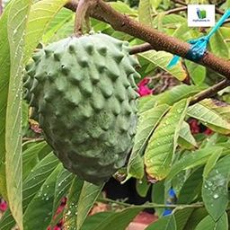 Mphmi Nurseryplant Annona atemoya, Lakshmana phal (Grown through seeds) - Plant-picture-27