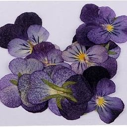 UJEAVETTE 10 Pcs Dried Pressed Flowers for DIY Scrapbooking Crafts Violet Flowers-image-0