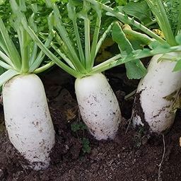 VibeX Hybrid White Giant Long Radish Seeds-300 Seeds-image-18
