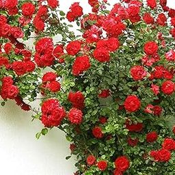 Rare Climbing Red Rose Plant For Home Garden, Pack of 1 Plant-image-95