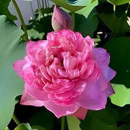 Very Beautiful Rear All Season White - Pink Hybrid Lotus (Pack Of-1)/Water Kamal/Water Lily Live Plant (TUBER) Hybrid Original Veriety Blloming With In 30 Days For Outdoor & Indoor Live Plant.-image-68