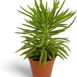 Creative Farmer Luxurious Look And Require Little Care Senecio Barbertonicus (Senecio Himalaya), 7 Cm Pot Indoor Plant Live Plants With Pots (Gardening Healthy Plant)-image-78