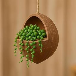 Natural Hanging Succulents in Coconut Shells set of 4-image-97