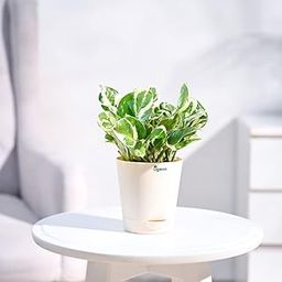 Ugaoo Good Luck Money Plant N' Joy with Self Watering Pot-image-84