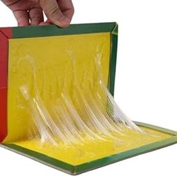 Flere Sticky Insect Trap (Yellow, 6.5 x 8 Inch, Large Size) - Pack of 1 Design May Different-picture-15