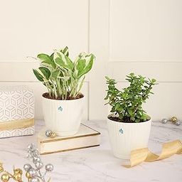 Nurturing Green® Combo of 2 Air Purifying Indoor Live Jade and Money Plant in 3.7 Inch Wide Ivory Plastic Pots For Home| Indoor Plants for Living Room | Live Plants With Pots-image-17
