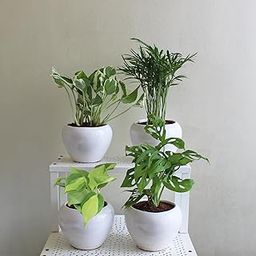 Combo of 4 Indoor Plants in White Apple Glacier Ceramic Pot Heart Leaf Philodendron Oxycardium Variegated, Parlour Palm Chamaedorea Elegans, Broken Heart Monstera and N'Joy Money Plant-image-23