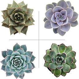 Mphmi Seedless Plant Indoor Plants Echeveria Plant Pack (Pack of 4 Varieties)-picture-14