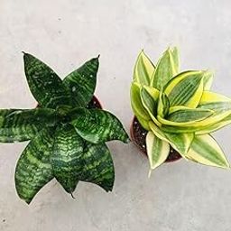 Snake Plant Pack of 3 | Mini Snake Plant Mini indoor Live Plant | Good Luck Snake Plant | indoor Pants Pots | Desi Gardener Snake Plant | Good Luck Snake Plant-image-70