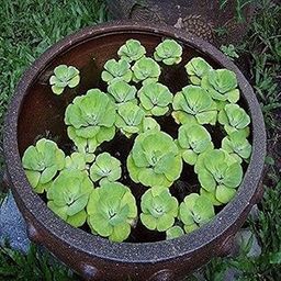 Creative Farmer Aquatic Water Lettuce/Water Cabbage/Pistia Live Plants For Waterlettuce Plant (Healthy Plant)-image-23