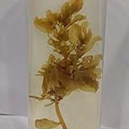Sargassum Sea Specimen (Botany Specimen) Brand OM Labs-image-97