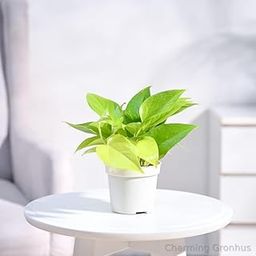 Charming Gronhus Live Golden Money Plant Air Purifying Money Plant Live Indoor Plant With Black Plastic Pot-image-65