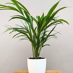 BISWAS PLANTS HOUSE, Air Purifier Areca Palm Live Plant Natural Indoor living rooms table corner balcony Office bed room home decoration (Pack Of-1) Healthy 1.5/2Ft Height Plant WB44F-image-20