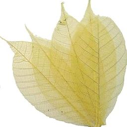 Magnolia Skeleton Leaf-image-38