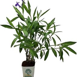 Gravendo Jade Plant (Crassula Ovata) in White Pot – Live Indoor Succulent Good Luck Plant for Vastu, Home Décor & Office Desk | Feng Shui Money Plant for Positivity & Air Purification – Small-image-35