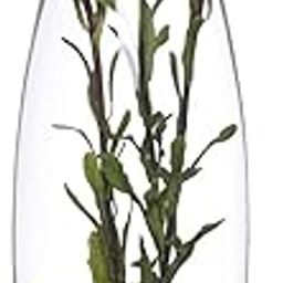 Revinox Botanic Glass Flower Vase (10.5 inches)-image-54