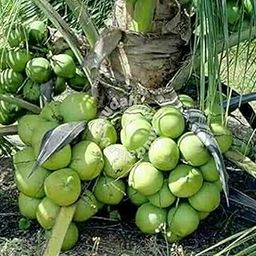 Creative Farmer Live Plant Coconut Fruit Plant- Large Palm Garden Indoor Dwarf Ornamental (1 Live Palm Tree)-image-62