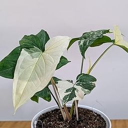 LittleJungle Syngonium Albo - Live Plant with 5.5 Inches White Decor Pot | Indoor Plants For Home | Office Desk | Live Plants Indoor | Air Purifying Plant | Live Plant With Pot For Home Decor |-image-19