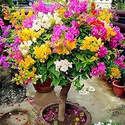 Live Bonsai Bougainvillea Plant – Low Maintenance Flowering Tree for Garden, Patio or Indoors – Pack of 1-image-58