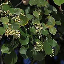Kapebonavista kala-shisham Black Rosewood Dalbergia latifolia plant-image-3