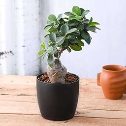 Mphmi Nursery Delhi Indoor Plants Ficus Bonsai - Plant-image-88