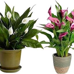 Guruji Plantation Live Peace Lily Indoor Plants, Set of 2, for Living Room, Balcony, Home and Office Decor with Black Plastic Pot-2