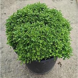 Punarnava ficus bonsai plant (Pack of 1 With pot)-image-23