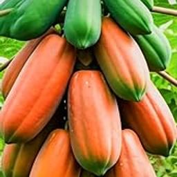 Taiwan Papaya Seeds for Planting | F1 Hybrid Red Lady, Dwarf Papaya Variety (300 Seeds)-image-49