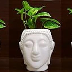 MoneyPbuddha1007 Artificial Money Plant with Buddha Pot Set of 3 PCS-image-13