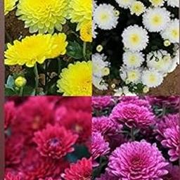 AR plant 4 colour Chrysanthemum(Yellow White Red Pink Flowering Plants) Live plant saplings-image-40