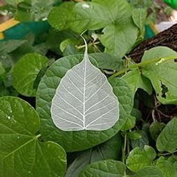 Gachwala Natural Skeleton Leaves ( 200 pcs ), Leaf Skeleton, Dry Leaf Veins for Craft DÉCOR/Card Making/Invitations/Gift Tags DIY Craft Tools (White)-image-21