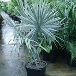 Plants Nurseryplant Bismarckia nobilis blue Plant-picture-23