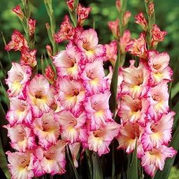 Gladiolus 'Priscilla' Flowering Bulbs (Pack of 10) | Premium Flower Bulbs for Home Gardening | Fresh Bulb for Flower Pots-image-7
