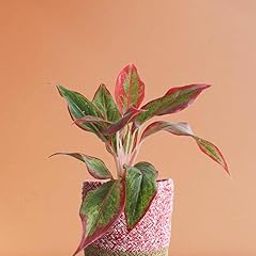 Aglaonema (Lipstick Single Stem) Natural Live Indoor Plant | Healthy Live Plant | For Home, Office, Livingroom, Bedroom, Garden Décor (Pack of 1)_F51-image-101