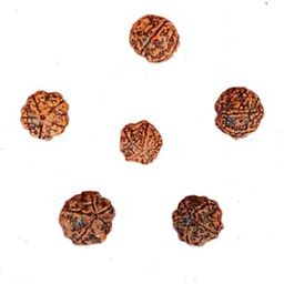 Rudraksham Water Therapy 6 Six Mukhi, Everyday Water Therapy for Power & Detox, Original (Set of 3) Rudraksha Certified Himalayan Beads-image-41