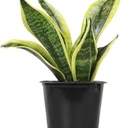 Air purifier plants for home indoor Snake Plant | Good Luck Snake Plant | Snake plant indoor live plant|Office Desk Balcony | indoor plants for living room | Indoor plant One piece with Pot-image-5