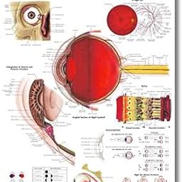 Human Eye Chart Anatomy Human Biology poster Medical Student Poster Eye anatomical poster Dermatomes Vital Organs anatomy wall poster-28