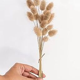 Coastal Habitat | Bunny Tails Natural | 100% Natural Product | Contains Approx 20 Stems | Approx 13 Inches | Naturally Dried | Home & Office Decor | Multipurpose | Ideal Gift | Made in India-image-68