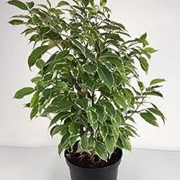 Mphmi NCR Live Plants Ficus Starlight, Ficus benjamina - Plant-image-21