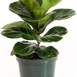 Creative Farmer Garden Plant Ficus Lyrata, 8.5 Cm Pot Home Gardening Plants (Exotic Healthy Live Plant)-image-96
