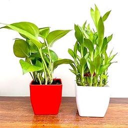 Indoor Plant Combo Pack, 2 Layer Lucky Bamboo and Money Plant,With Decorative Planter For Living Room or Office table-image-30