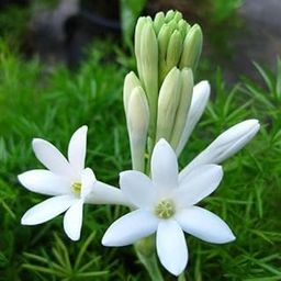Rajnigandha Flower Bulbs Hybrid Flower Seeds for Home Gardening & Planting (5 Bulbs) By Zabbus-image-66